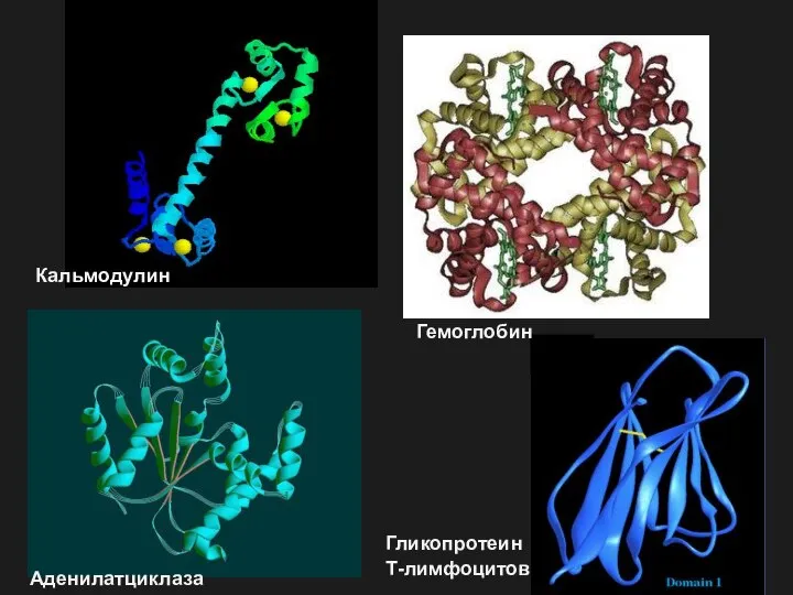 Кальмодулин Гемоглобин Гликопротеин Т-лимфоцитов Аденилатциклаза