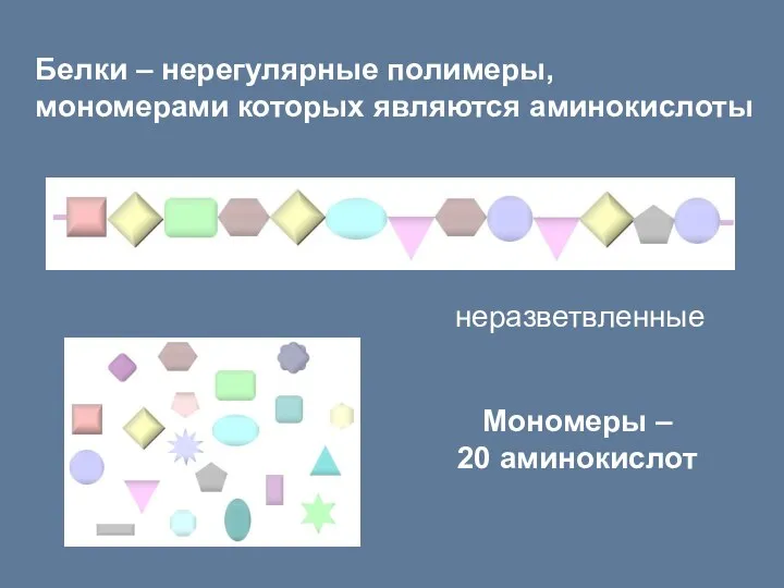 Белки – нерегулярные полимеры, мономерами которых являются аминокислоты Мономеры – 20 аминокислот неразветвленные