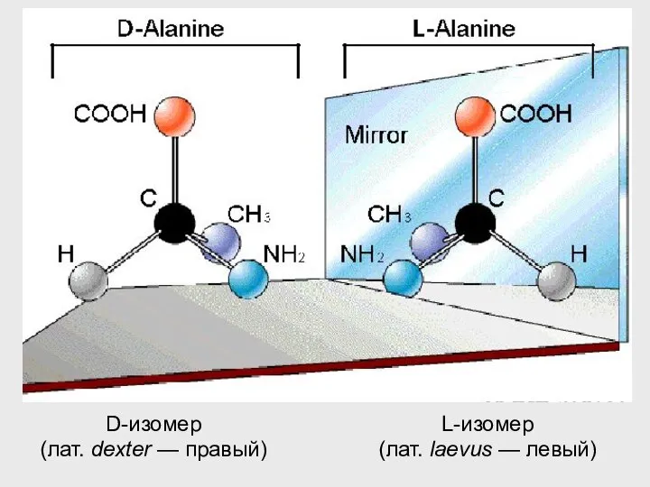 D-изомер (лат. dexter — правый) L-изомер (лат. laevus — левый)