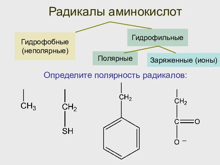 Гидрофобные (неполярные) Радикалы аминокислот Гидрофильные Определите полярность радикалов: