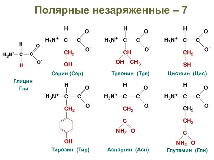 Полярные незаряженные – 7 Глицин Гли