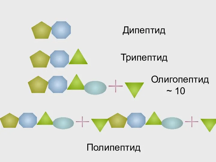 Дипептид Трипептид Олигопептид ~ 10 Полипептид