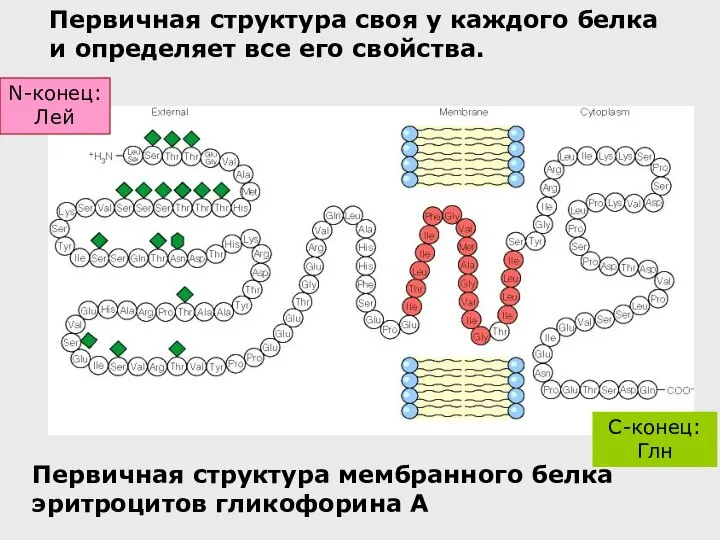 Первичная структура мембранного белка эритроцитов гликофорина А C-конец: Глн Первичная структура своя