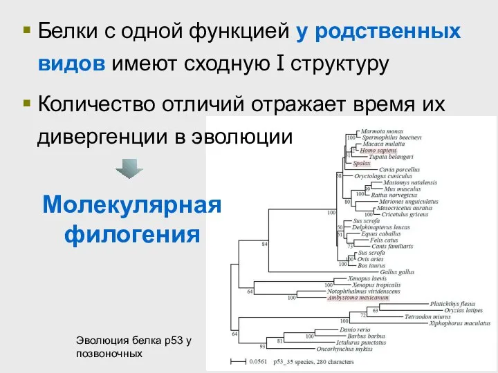 Белки с одной функцией у родственных видов имеют сходную I структуру Количество