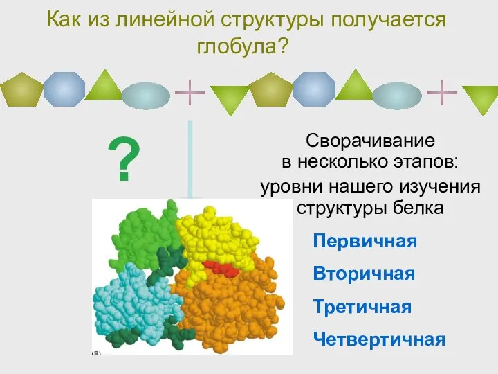 Как из линейной структуры получается глобула? Сворачивание в несколько этапов: уровни нашего