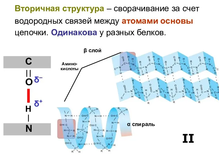 Вторичная структура – сворачивание за счет водородных связей между атомами основы цепочки.