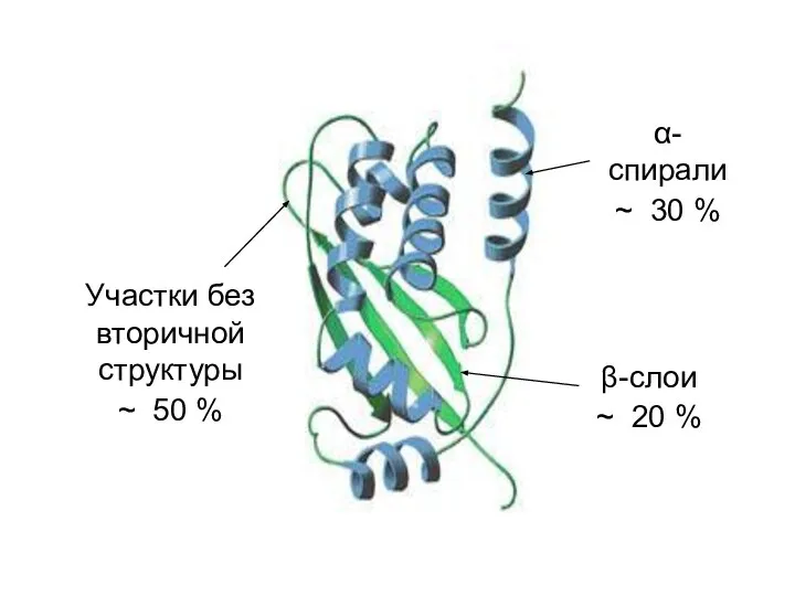 α-спирали ~ 30 % β-слои ~ 20 % Участки без вторичной структуры ~ 50 %