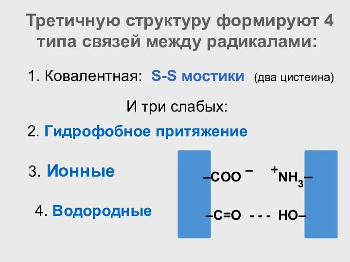 Третичную структуру формируют 4 типа связей между радикалами: 3. Ионные –COO –