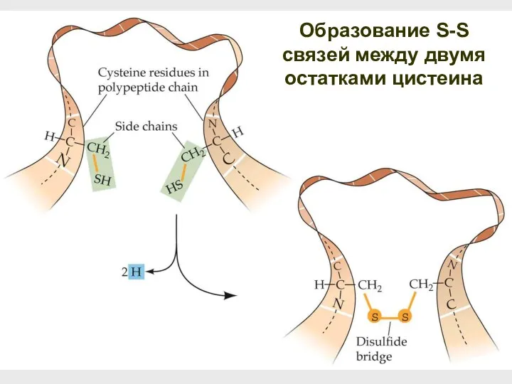 Образование S-S связей между двумя остатками цистеина