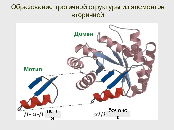 Образование третичной структуры из элементов вторичной Мотив Домен