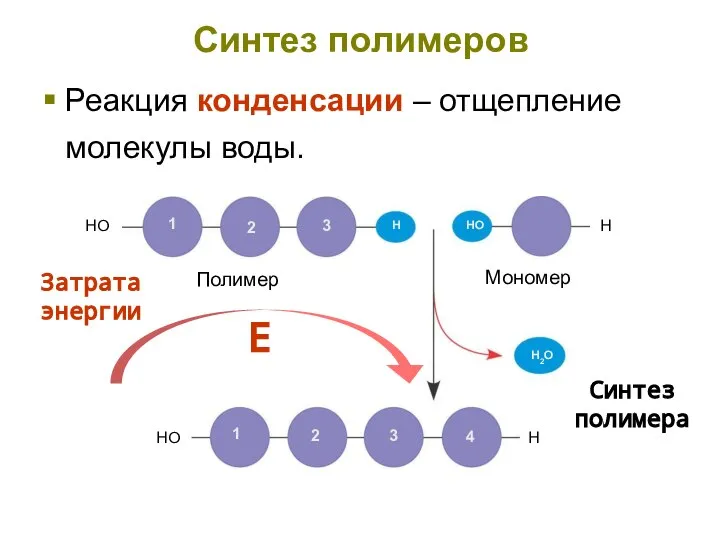 Синтез полимеров Реакция конденсации – отщепление молекулы воды. Затрата энергии Е Синтез полимера