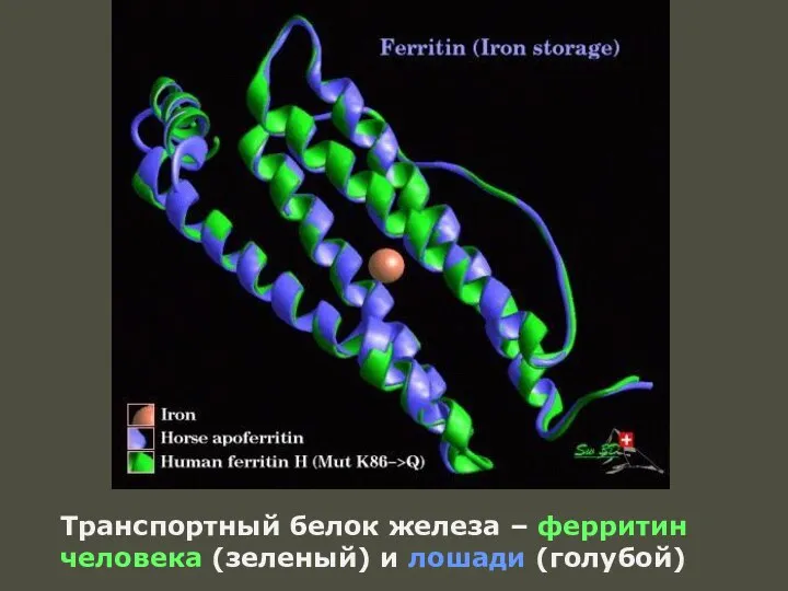 Транспортный белок железа – ферритин человека (зеленый) и лошади (голубой)