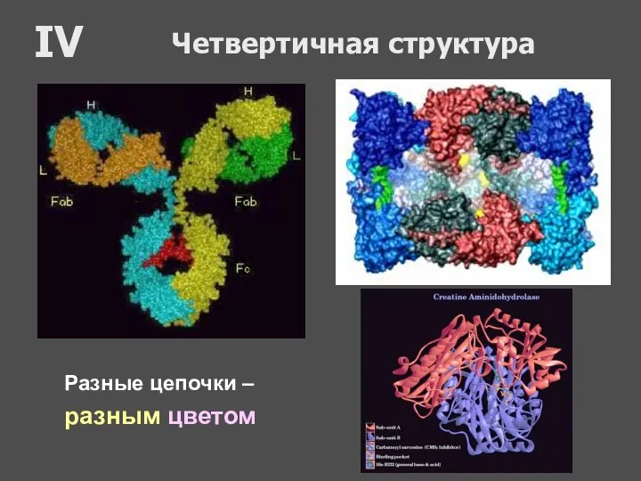 Четвертичная структура IV Разные цепочки – разным цветом