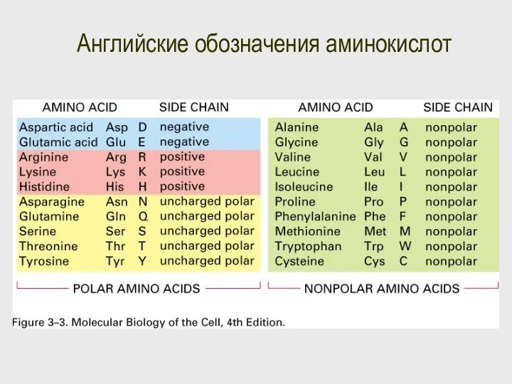 Английские обозначения аминокислот