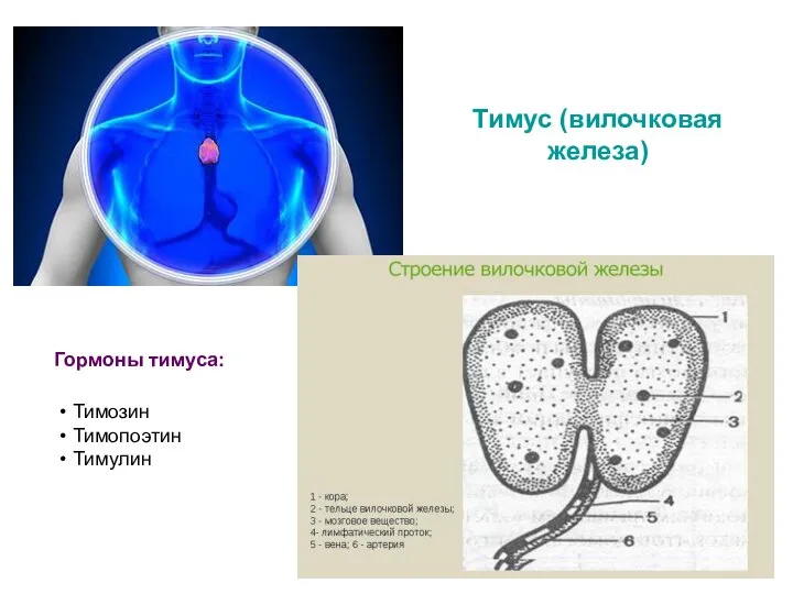 Тимус (вилочковая железа) Гормоны тимуса: Тимозин Тимопоэтин Тимулин