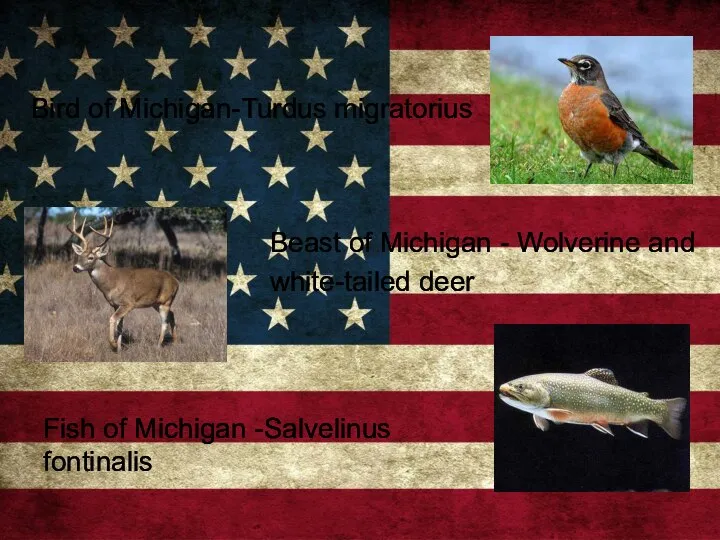 Bird of Michigan-Turdus migratorius Beast of Michigan - Wolverine and white-tailed deer
