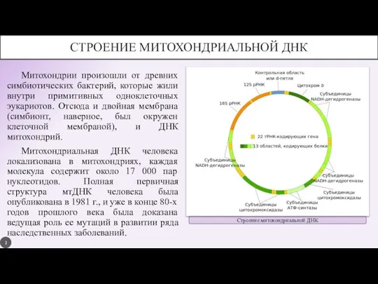 Строение митохондриальной ДНК СТРОЕНИЕ МИТОХОНДРИАЛЬНОЙ ДНК Митохондрии произошли от древних симбиотических бактерий,