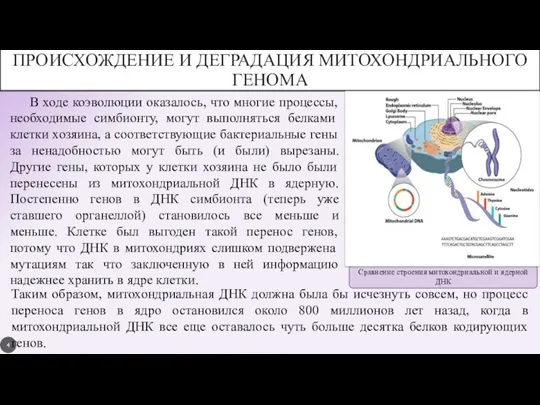 Сравнение строения митохондриальной и ядерной ДНК ПРОИСХОЖДЕНИЕ И ДЕГРАДАЦИЯ МИТОХОНДРИАЛЬНОГО ГЕНОМА В