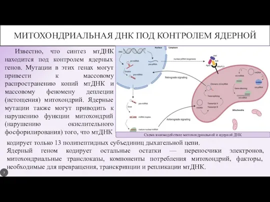 МИТОХОНДРИАЛЬНАЯ ДНК ПОД КОНТРОЛЕМ ЯДЕРНОЙ Известно, что синтез мтДНК находится под контролем