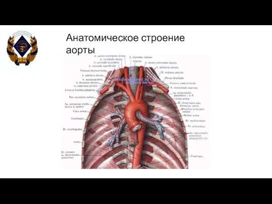 Анатомическое строение аорты