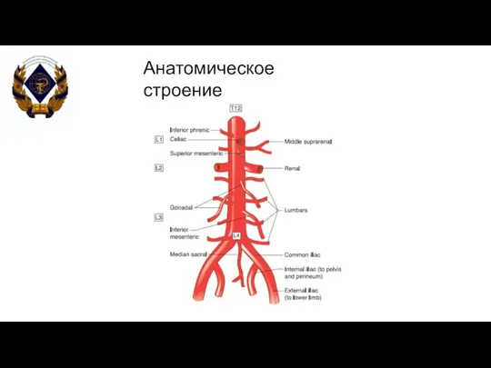 Анатомическое строение аорты