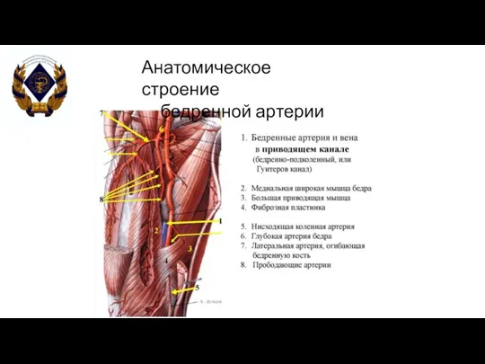 Анатомическое строение бедренной артерии