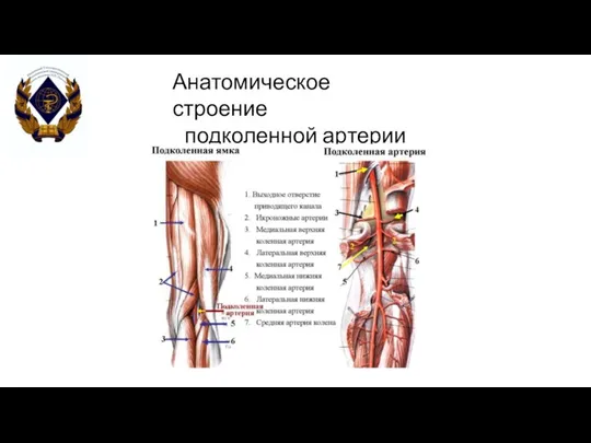 Анатомическое строение подколенной артерии