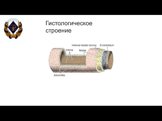 Гистологическое строение