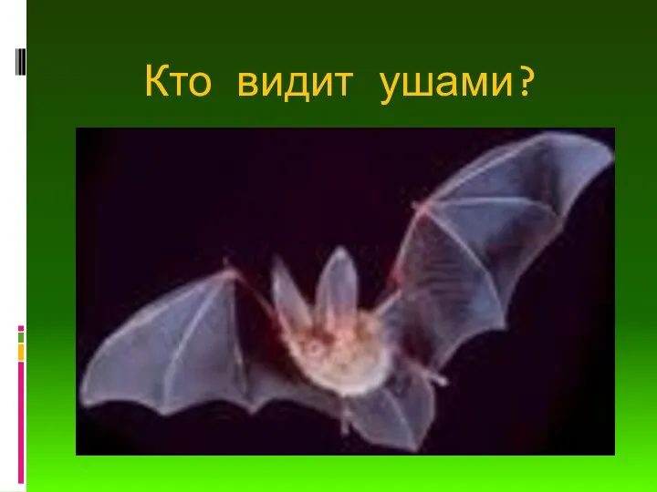 Кто видит ушами?