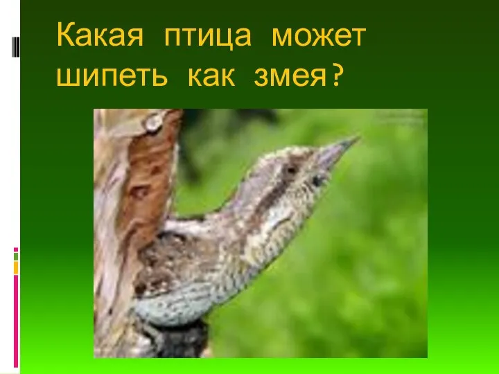 Какая птица может шипеть как змея?