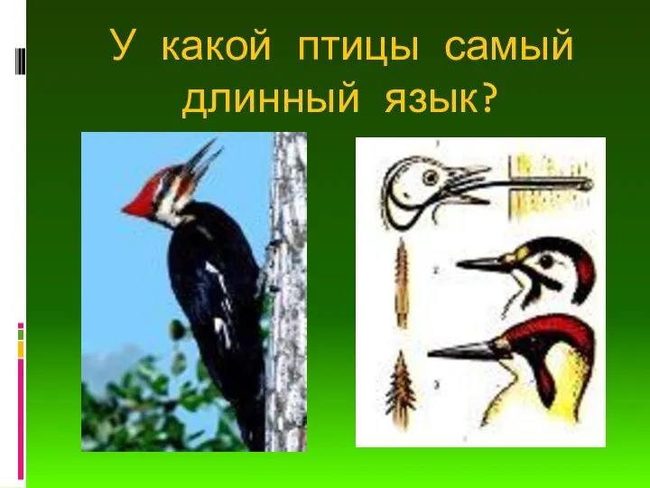 У какой птицы самый длинный язык?