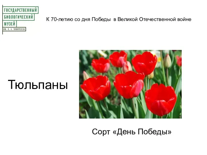 К 70-летию со дня Победы в Великой Отечественной войне Тюльпаны Сорт «День Победы»