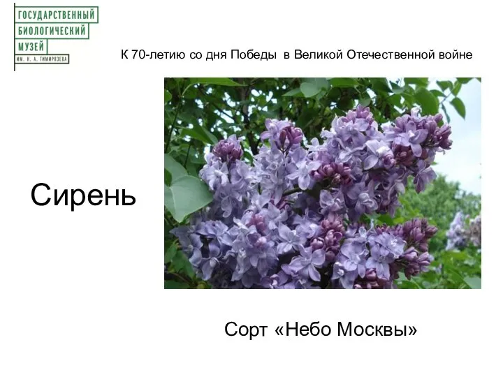 К 70-летию со дня Победы в Великой Отечественной войне Сорт «Небо Москвы» Сирень