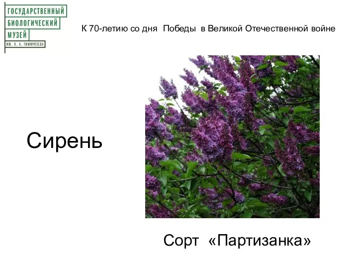 К 70-летию со дня Победы в Великой Отечественной войне Сорт «Партизанка» Сирень