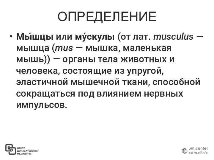 ОПРЕДЕЛЕНИЕ Мы́шцы или му́скулы (от лат. musculus — мышца (mus — мышка,