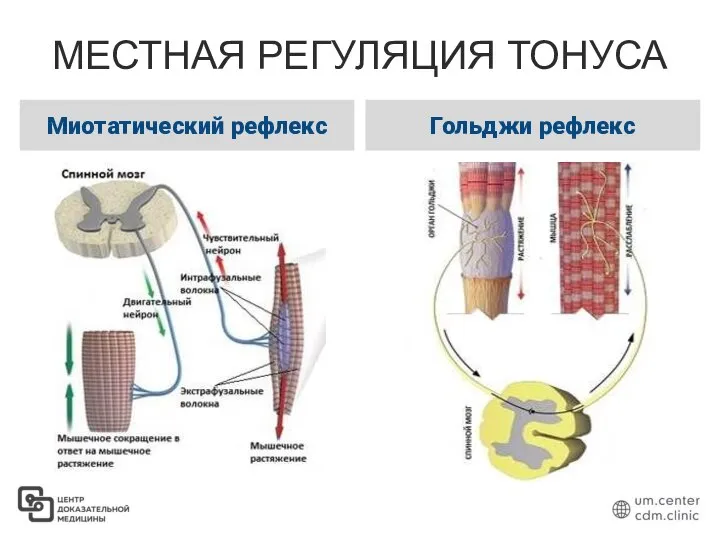 МЕСТНАЯ РЕГУЛЯЦИЯ ТОНУСА Миотатический рефлекс Гольджи рефлекс