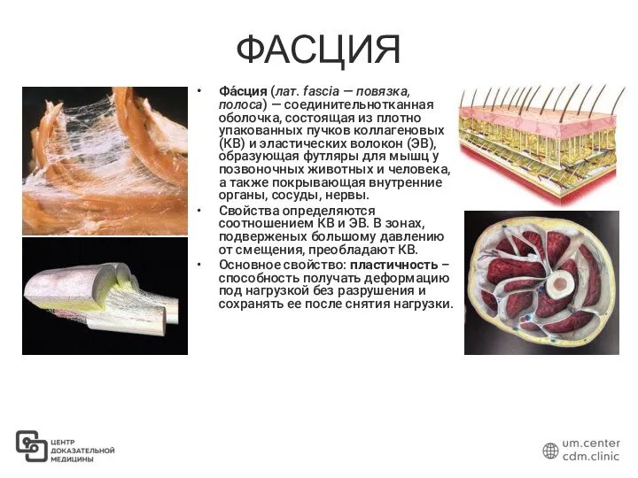 ФАСЦИЯ Фа́сция (лат. fascia — повязка, полоса) — соединительнотканная оболочка, состоящая из