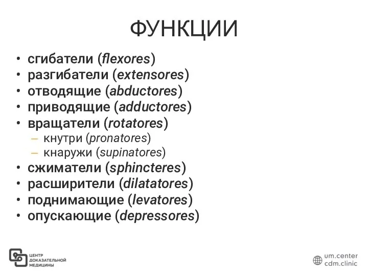 ФУНКЦИИ сгибатели (flexores) разгибатели (extensores) отводящие (abductores) приводящие (adductores) вращатели (rotatores) кнутри