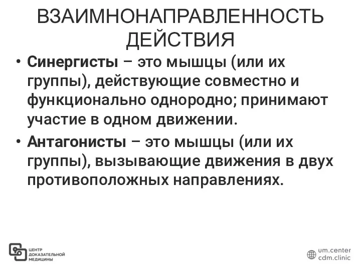 ВЗАИМНОНАПРАВЛЕННОСТЬ ДЕЙСТВИЯ Синергисты – это мышцы (или их группы), действующие совместно и