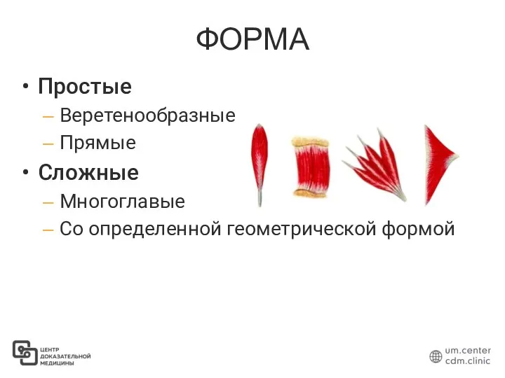 ФОРМА Простые Веретенообразные Прямые Сложные Многоглавые Со определенной геометрической формой