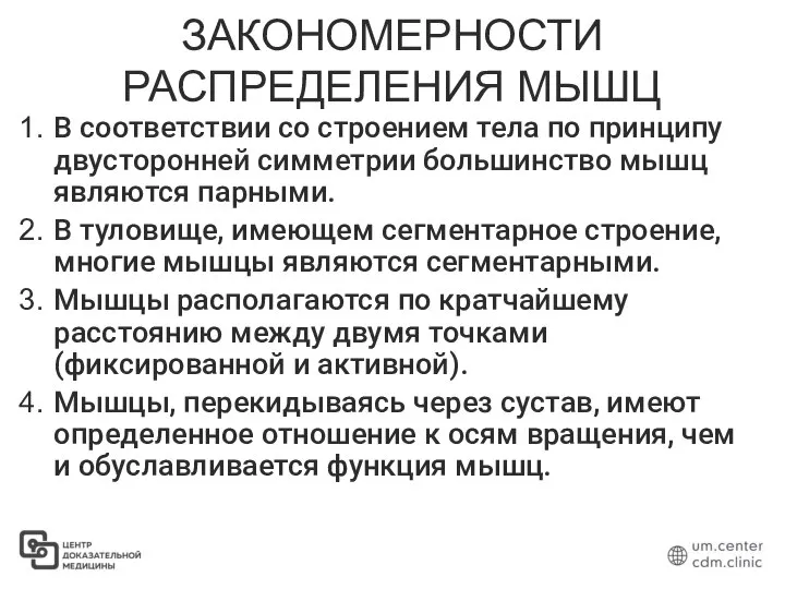 ЗАКОНОМЕРНОСТИ РАСПРЕДЕЛЕНИЯ МЫШЦ В соответствии со строением тела по принципу двусторонней симметрии