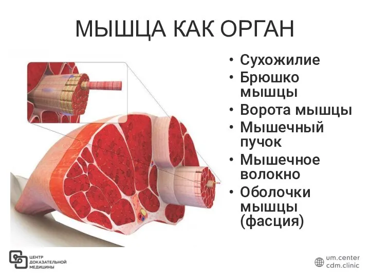 МЫШЦА КАК ОРГАН Сухожилие Брюшко мышцы Ворота мышцы Мышечный пучок Мышечное волокно Оболочки мышцы (фасция)