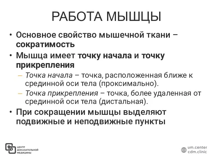 РАБОТА МЫШЦЫ Основное свойство мышечной ткани – сократимость Мышца имеет точку начала