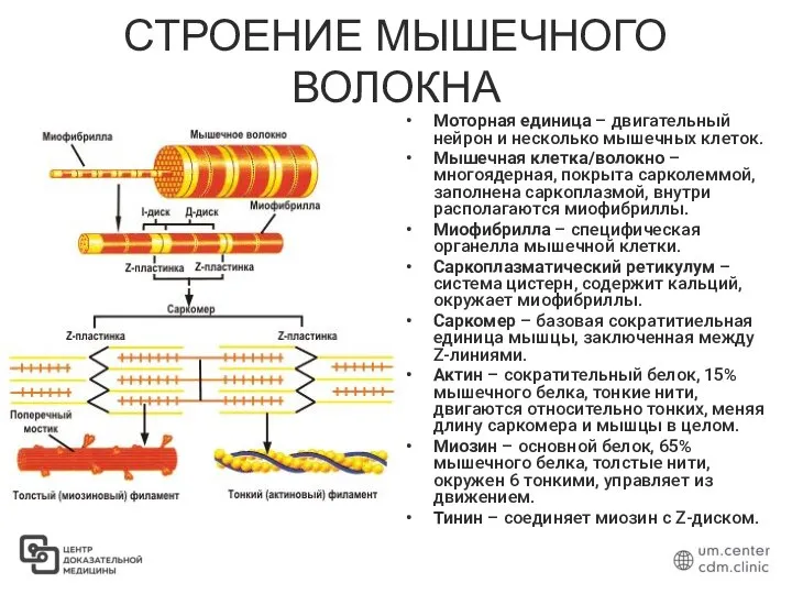 СТРОЕНИЕ МЫШЕЧНОГО ВОЛОКНА Моторная единица – двигательный нейрон и несколько мышечных клеток.