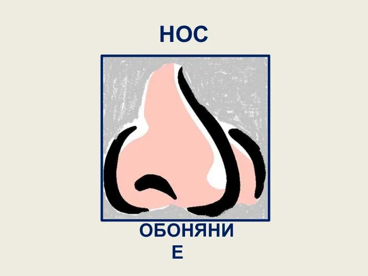 НОС ОБОНЯНИЕ