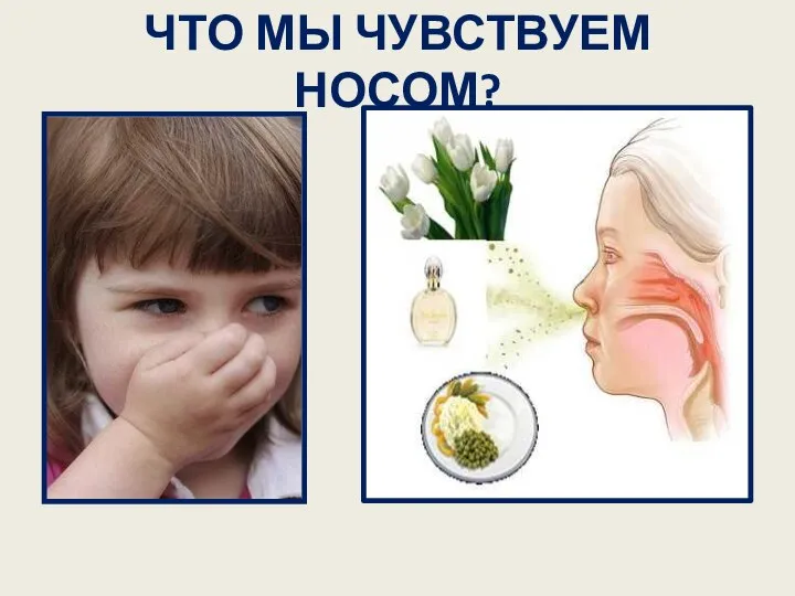 ЧТО МЫ ЧУВСТВУЕМ НОСОМ?