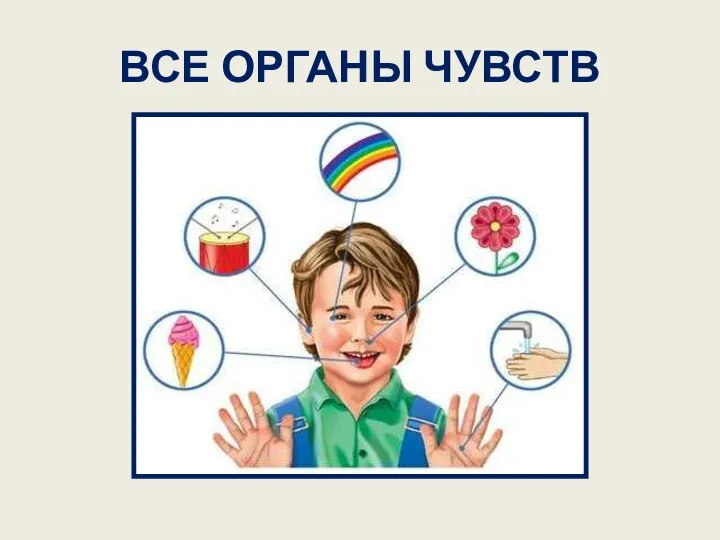 ВСЕ ОРГАНЫ ЧУВСТВ