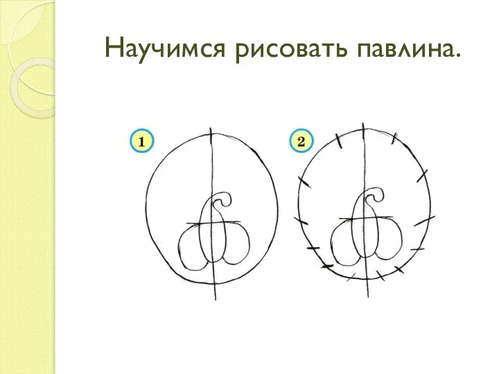 Научимся рисовать павлина.