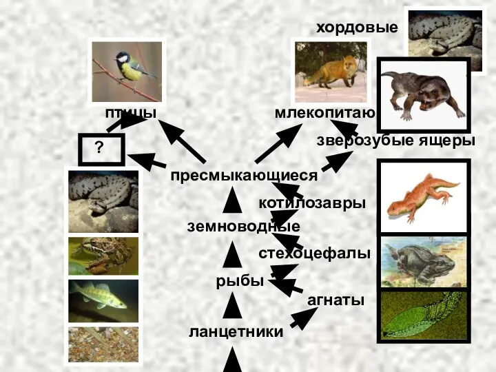 хордовые ланцетники земноводные рыбы птицы пресмыкающиеся млекопитающие агнаты стехоцефалы котилозавры ? зверозубые ящеры