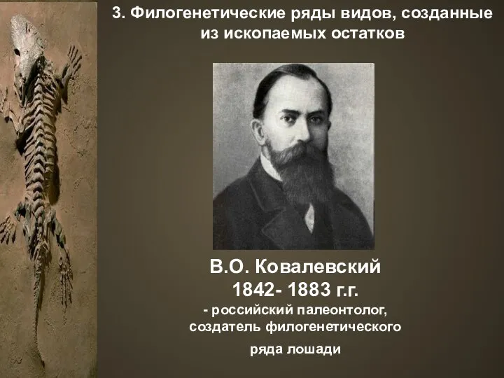 3. Филогенетические ряды видов, созданные из ископаемых остатков В.О. Ковалевский 1842- 1883